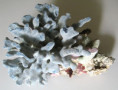 /products/recent-fossil-indonesian-shells/